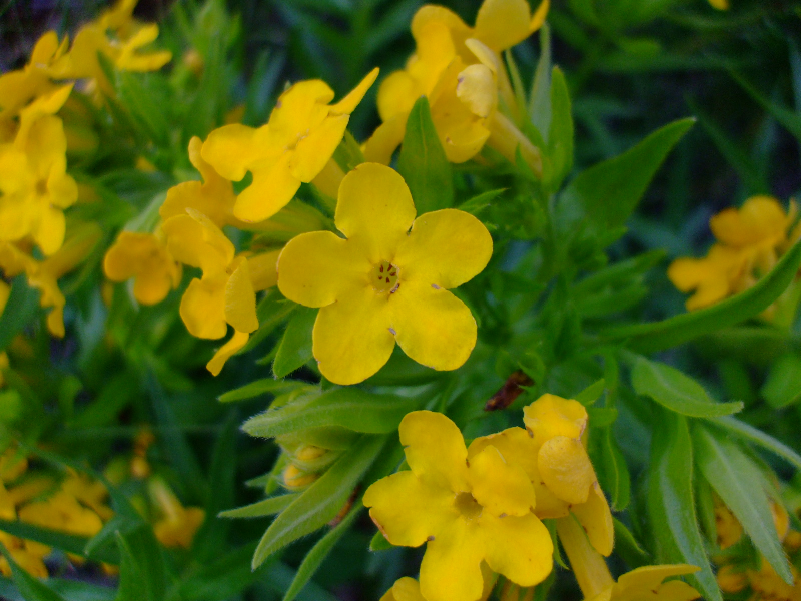 Lithospermum caroliniense